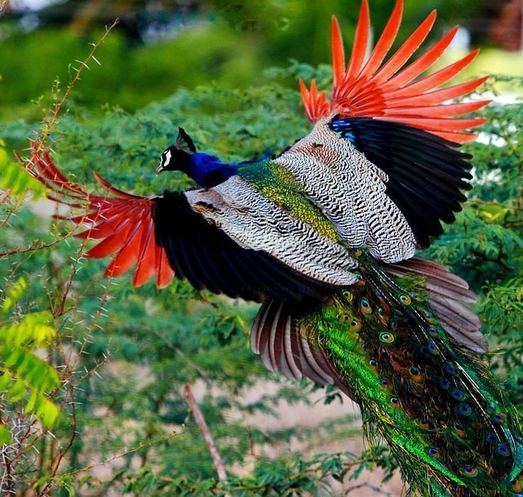 how peacocks look in mid-flight (15 pics)