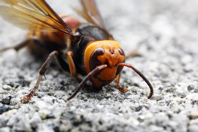 praying mantis attacks, kills, and eats murder hornet