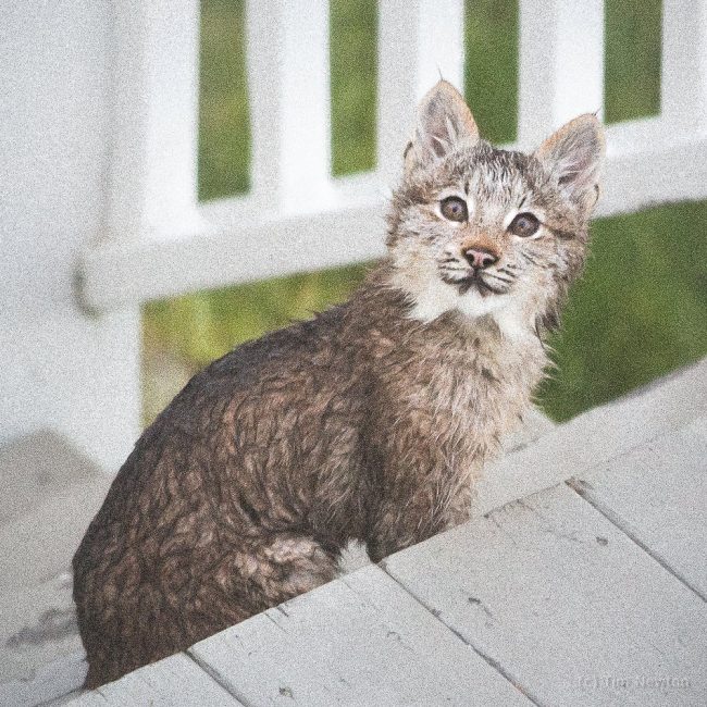 man wakes up to find lynx family playing on his porch