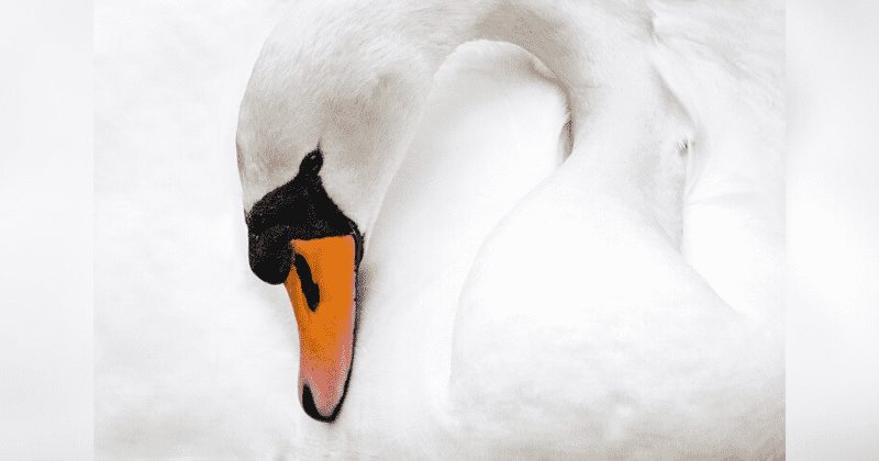 mother swan dies of broken heart after teenagers kill her eggs and destroys her nest with bricks
