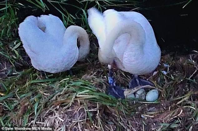 mother swan dies of broken heart after teenagers kill her eggs and destroys her nest with bricks