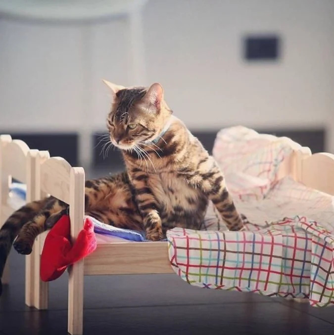 pet owners are buying ikea's children's dolls beds for their cats to sleep in