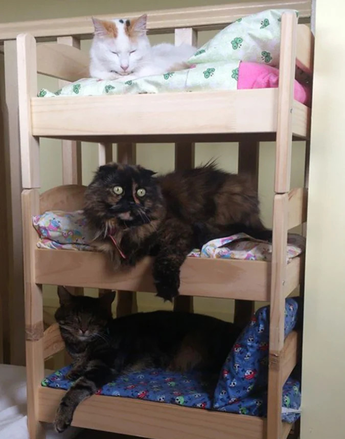 pet owners are buying ikea's children's dolls beds for their cats to sleep in