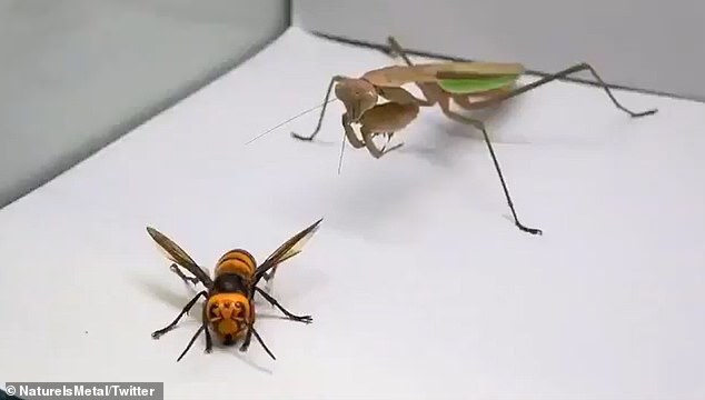 praying mantis attacks, kills, and eats murder hornet