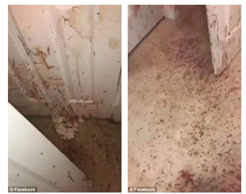 family returns home to blood-splattered walls and floors after their german shepherd attacked an intruder