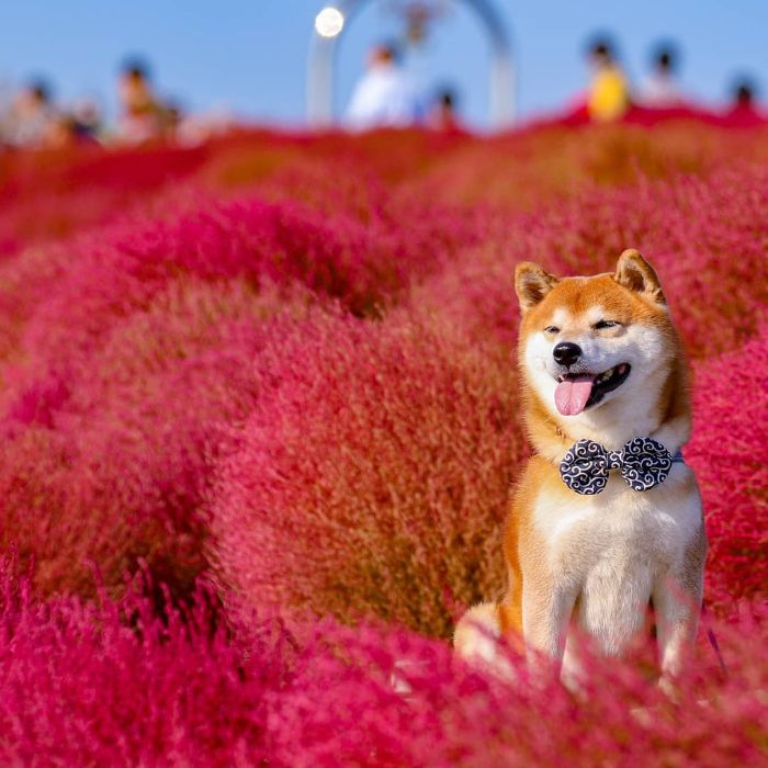 this shiba inu is the cutest flower boi in japan, and his photos are taking instagram by storm (19 pics)