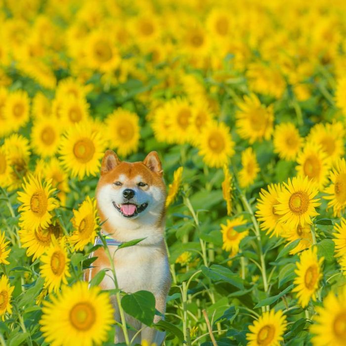 this shiba inu is the cutest flower boi in japan, and his photos are taking instagram by storm (19 pics)