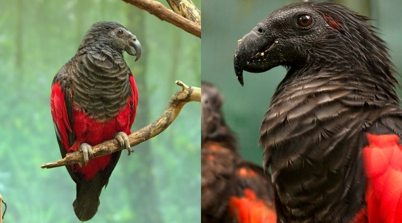 The Dracula Parrot Is Scary And Beautiful All At Once