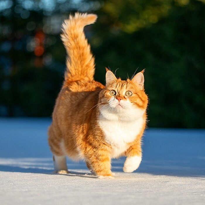 this happy chonk from russia loves snow, and his photos are adorable (27 pics)