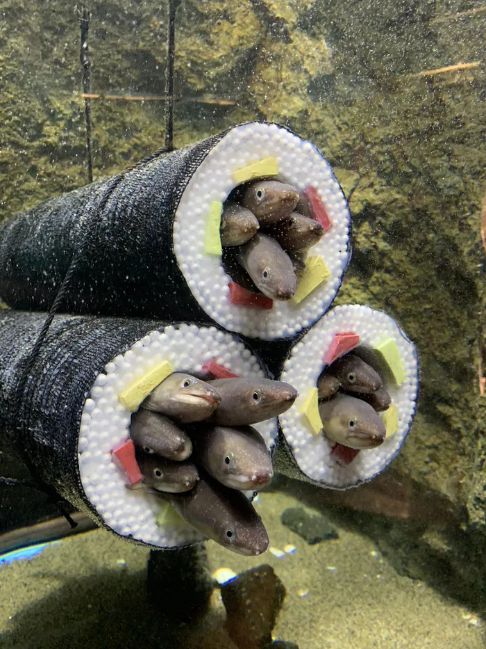 aquarium installs sushi roll cylinders for eels to slide into