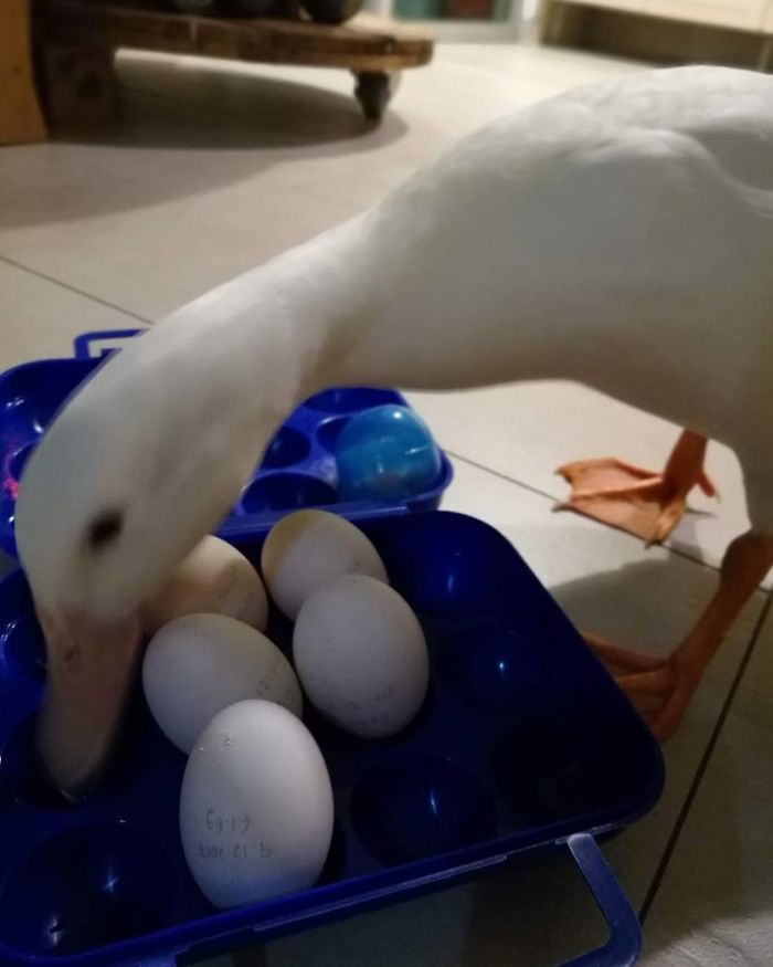 woman buys a balut egg in a restaurant and hatches the duckling that's now her best friend