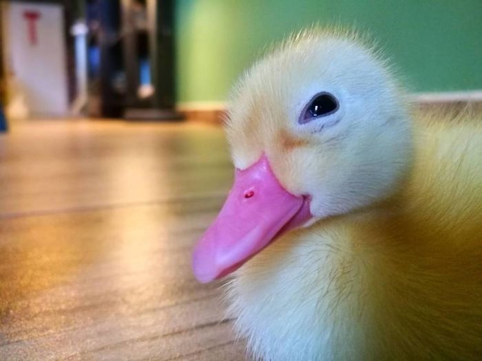woman buys a balut egg in a restaurant and hatches the duckling that's now her best friend