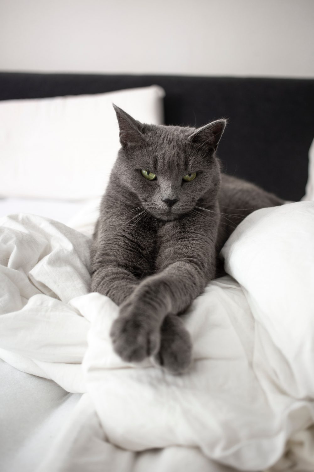 why does my cat pee on my bed? 11 causes and possible solutions