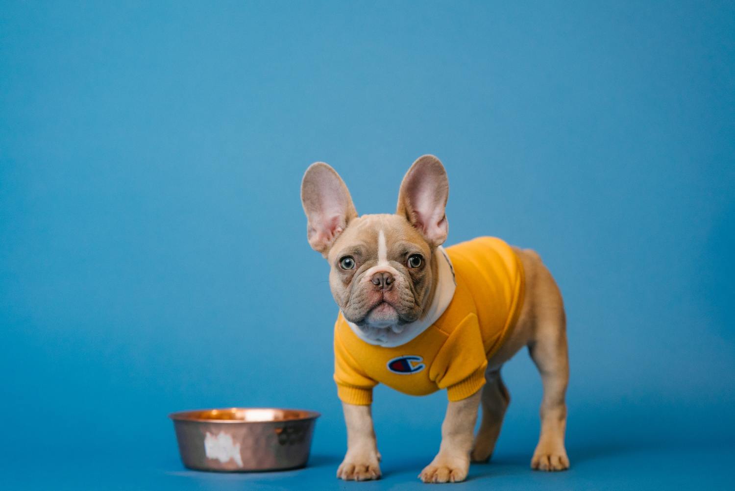can dogs eat carrots and 15 other food dilemmas