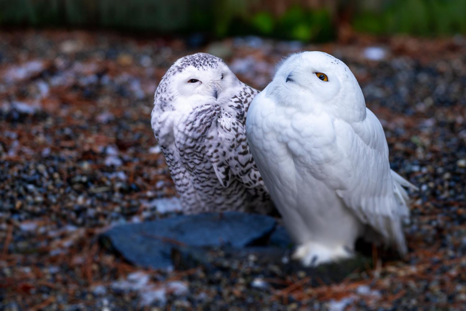 10 facts about baby owls you never knew before