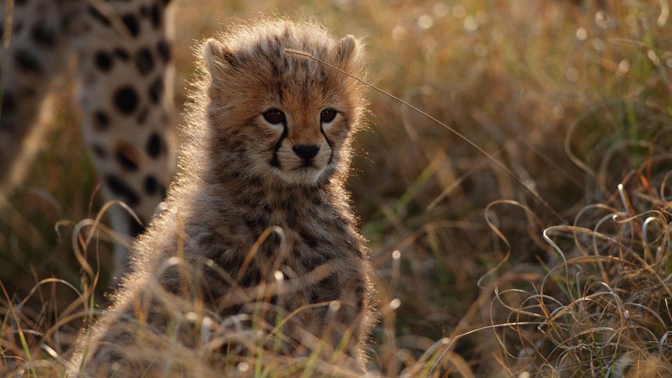 30 cute baby animals that will make you go 'aww'