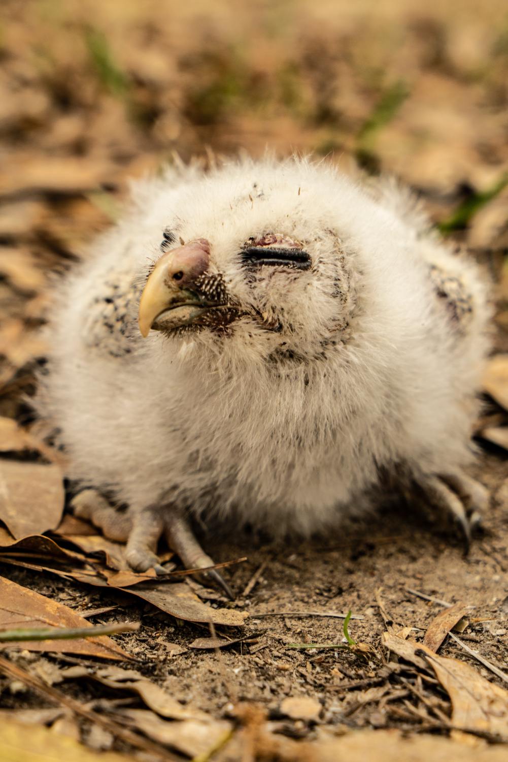 10 facts about baby owls you never knew before