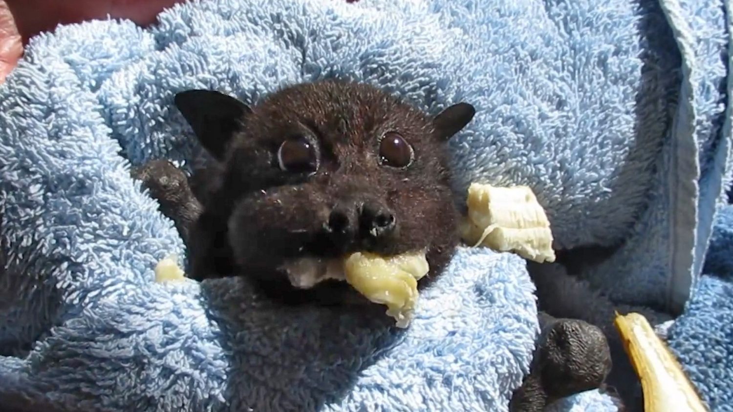 rescued baby bat stuffs her cheeks with banana after being hit by car, and this video will make your day