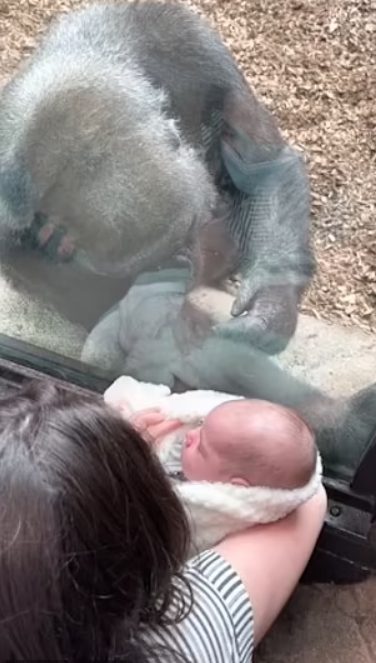Mothers' Meeting: New Mom And Gorilla Bond Over Baby In Adorable Encounter At Boston Zoo