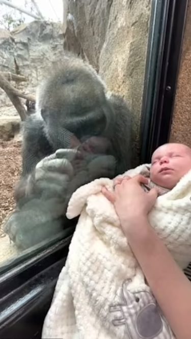 Mothers' Meeting: New Mom And Gorilla Bond Over Baby In Adorable Encounter At Boston Zoo