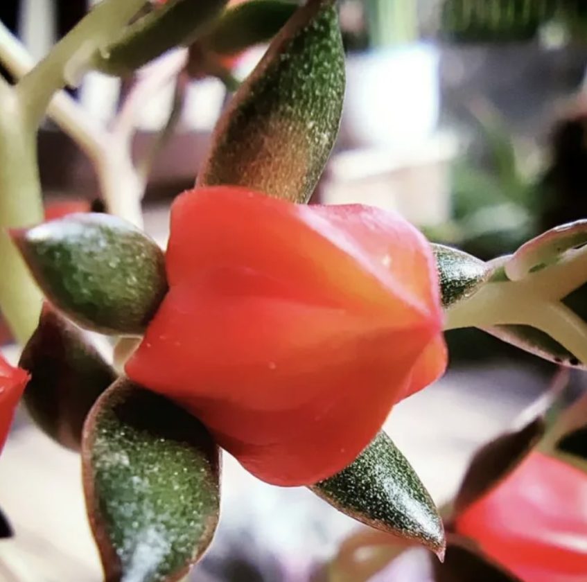 this succulent will remind you of tiny strawberries growing on a vine