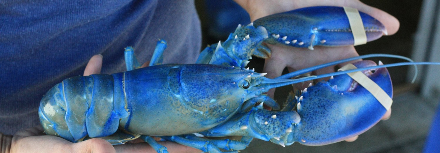 Meet The One-In-Two-Million Blue Lobster And Learn What Causes Its Stunning Hue