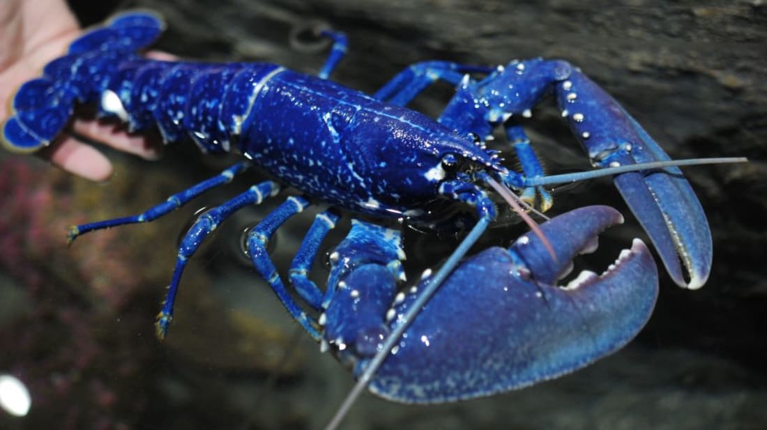 Meet The One-in-two-million Blue Lobster And Learn What Causes Its Stunning Hue