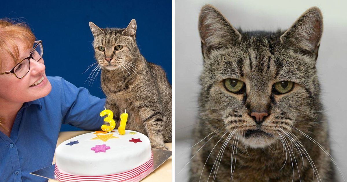 world’s oldest cat is 31 and still has many lives left