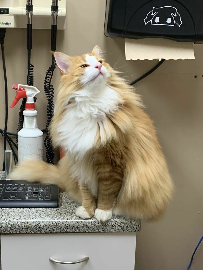 50 Times Vets Encountered The Cutest Pets At Work, And Just Had To Take A Picture