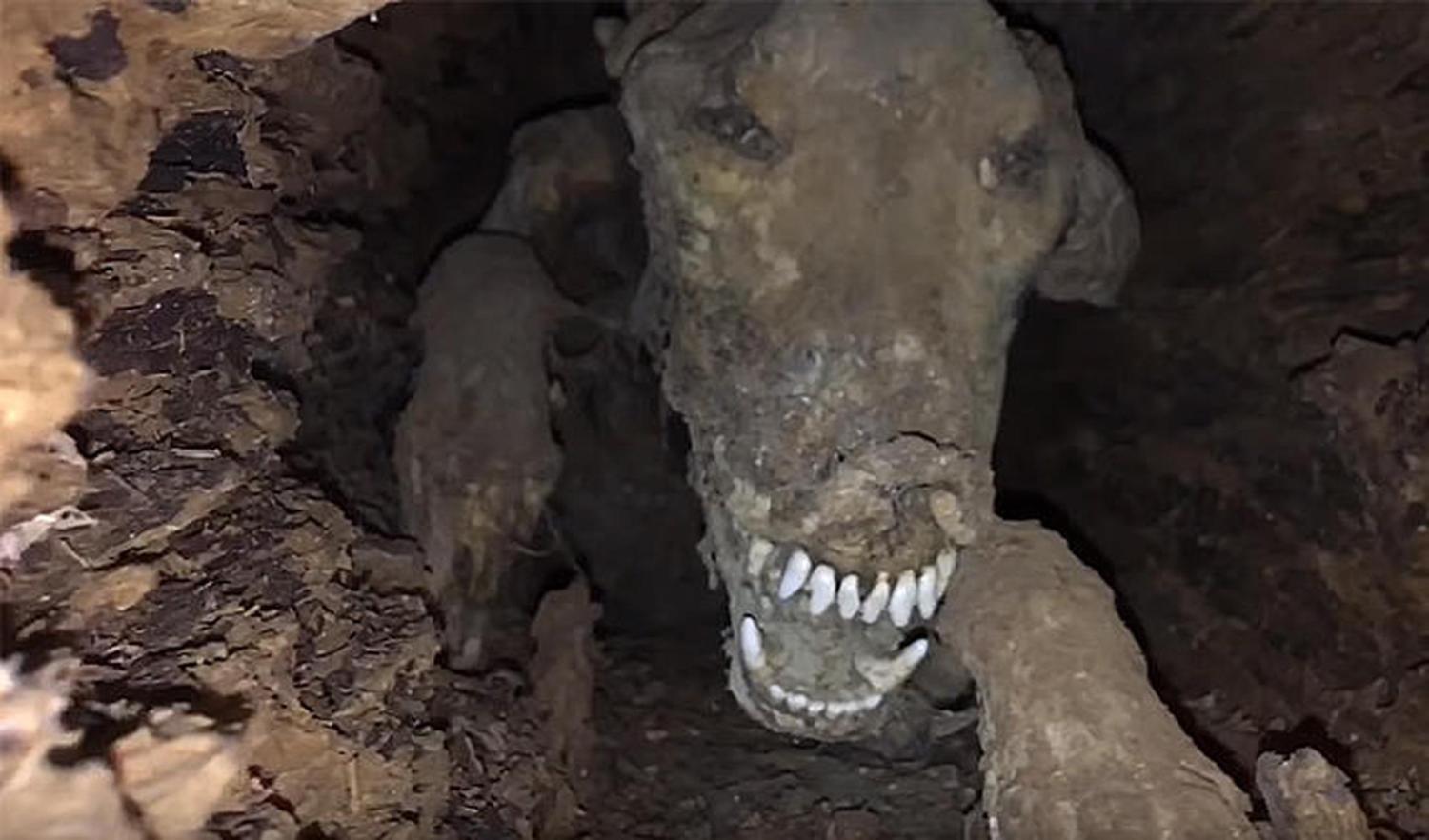 The Story Of Stuckie – Trapped Mummified Dog Stuck For Over 50 Years