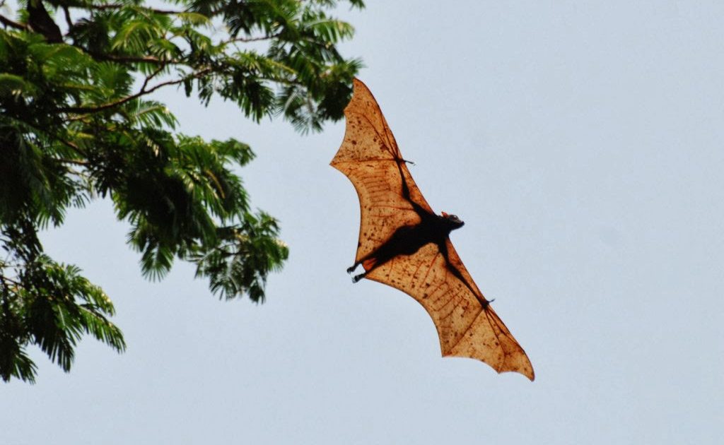 All About The Giant Golden-crowned Flying Fox, The World’s Largest Bat