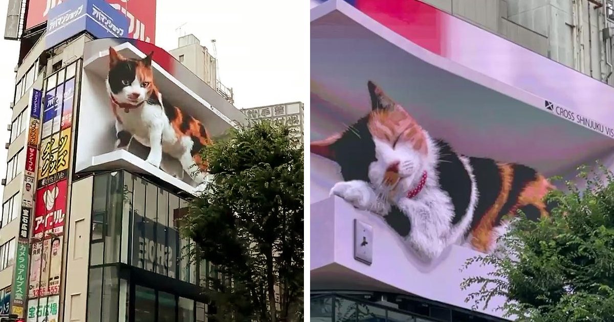 giant hyper-realistic 3d cat billboard appears in tokyo, mesmerizes the passersby