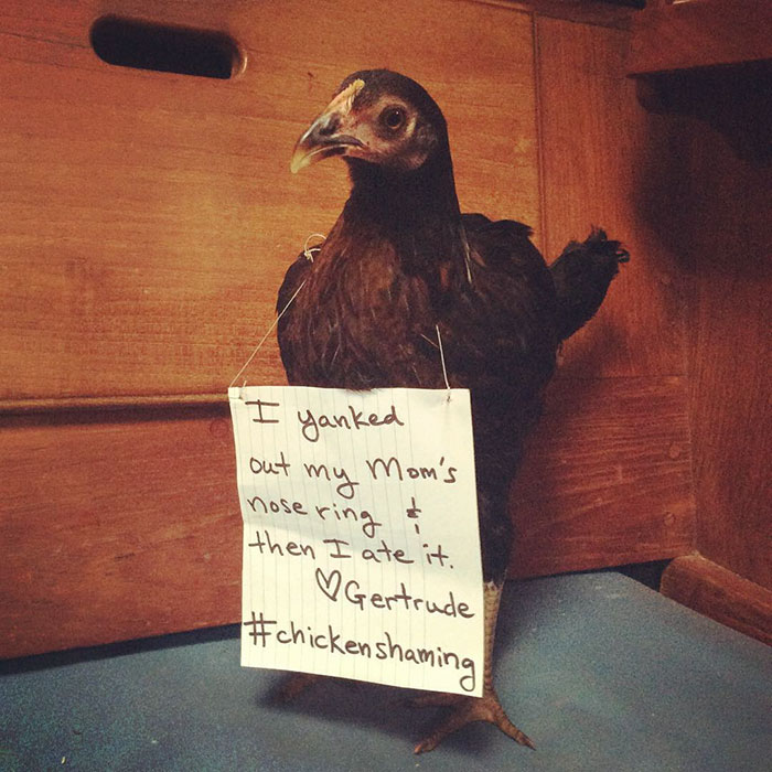 Farmers Are Shaming Their Chickens For Their “crimes,” And It’s Too Entertaining To Read