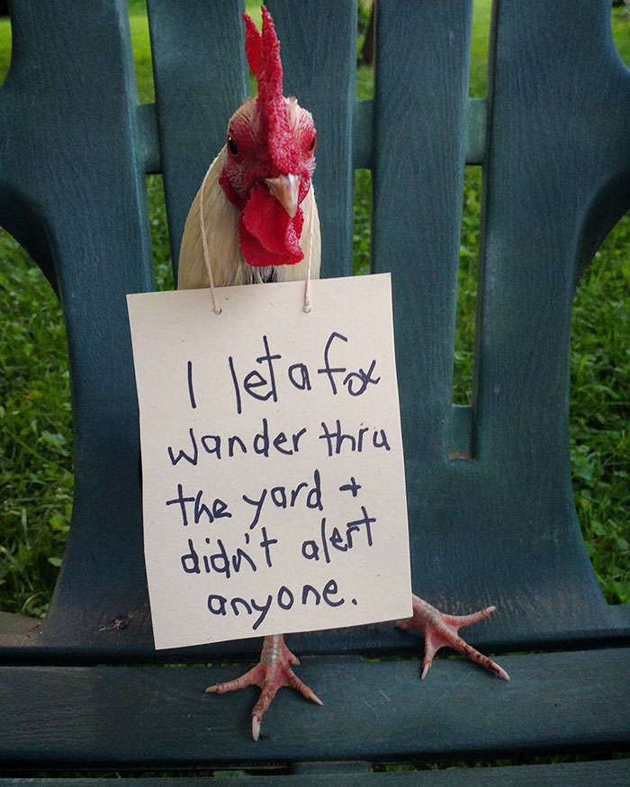 Farmers Are Shaming Their Chickens For Their “crimes,” And It’s Too Entertaining To Read