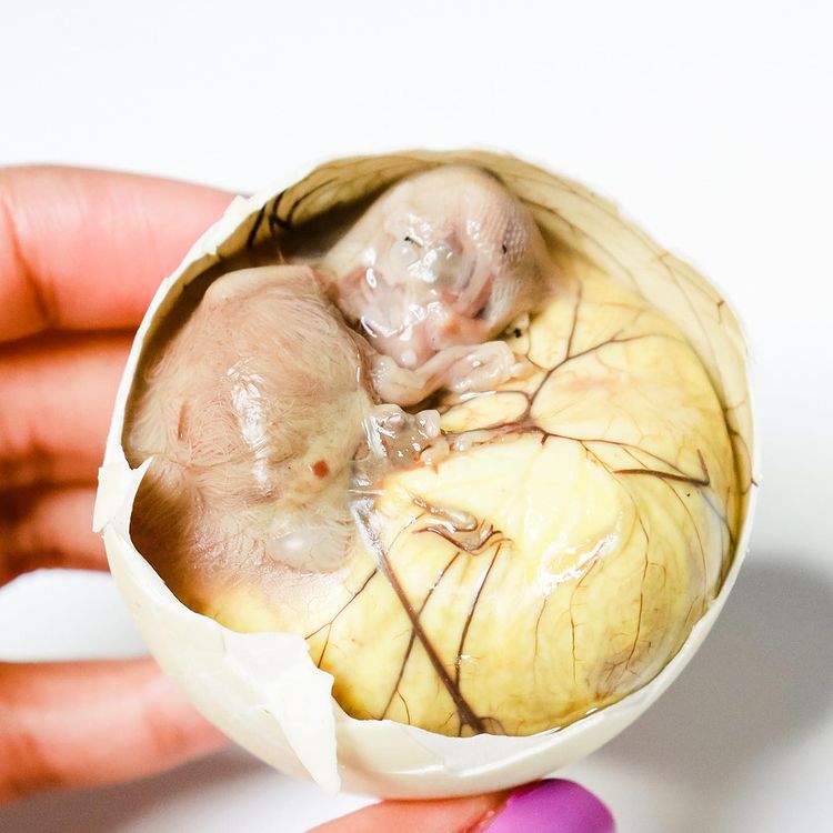 Balut: The World’s Most Unusual Snack