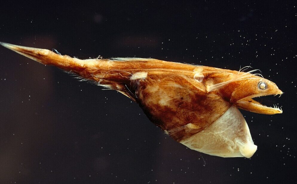 You Don’t Want To Meet The Black Swallower – The Terrifying Predator Of The Deep Sea