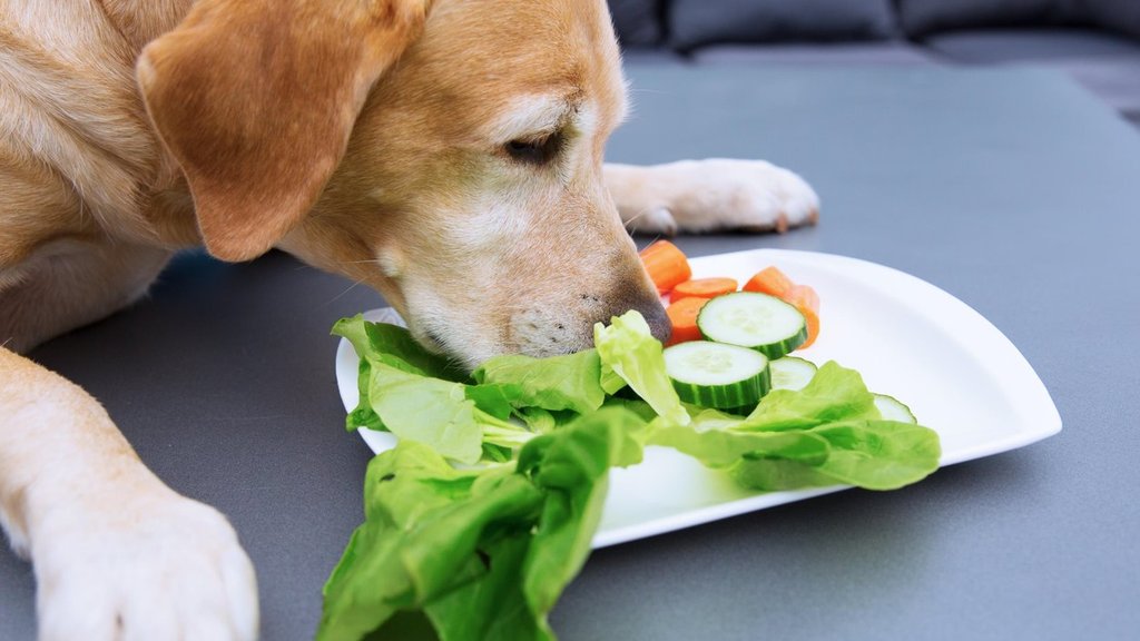 Fun Fact: Dogs Can Eat Celery, But There's A Trick