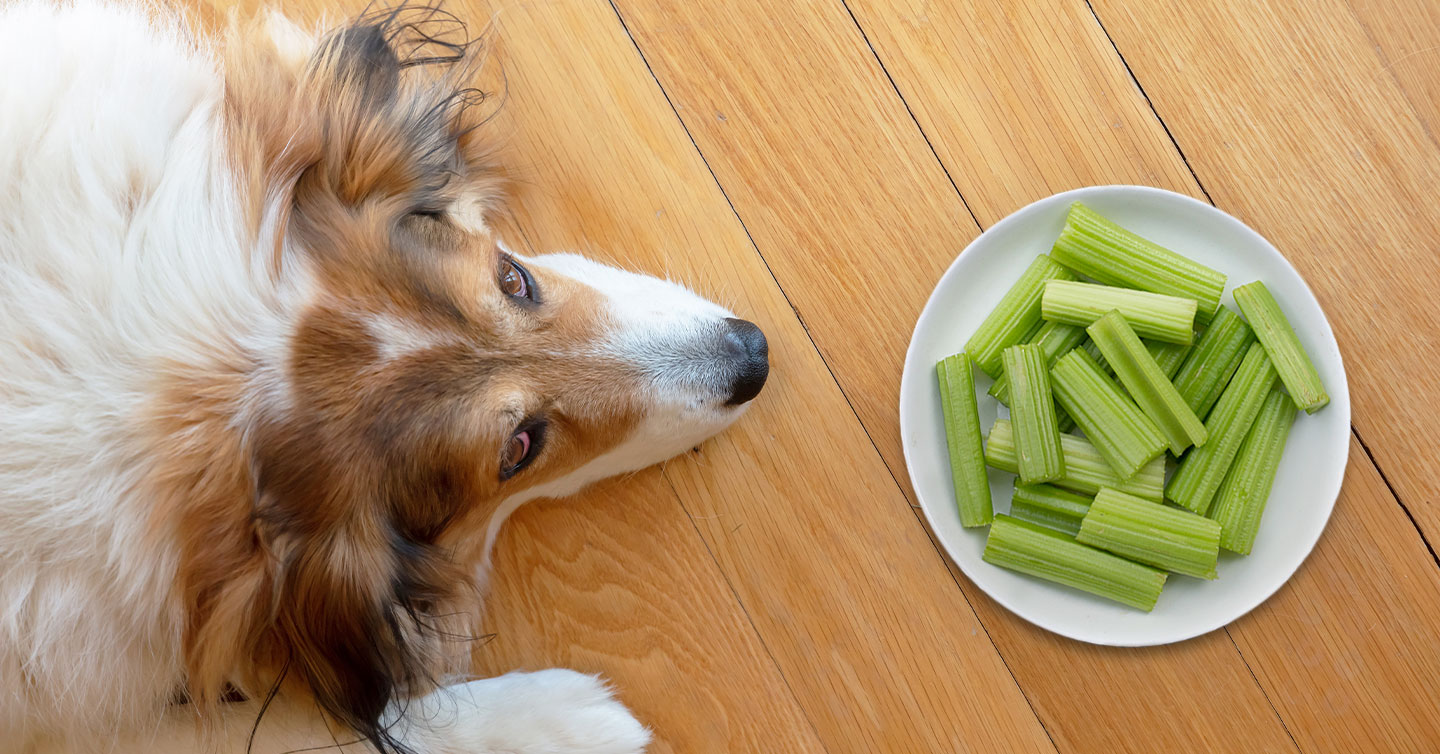 Fun Fact: Dogs Can Eat Celery, But There's A Trick