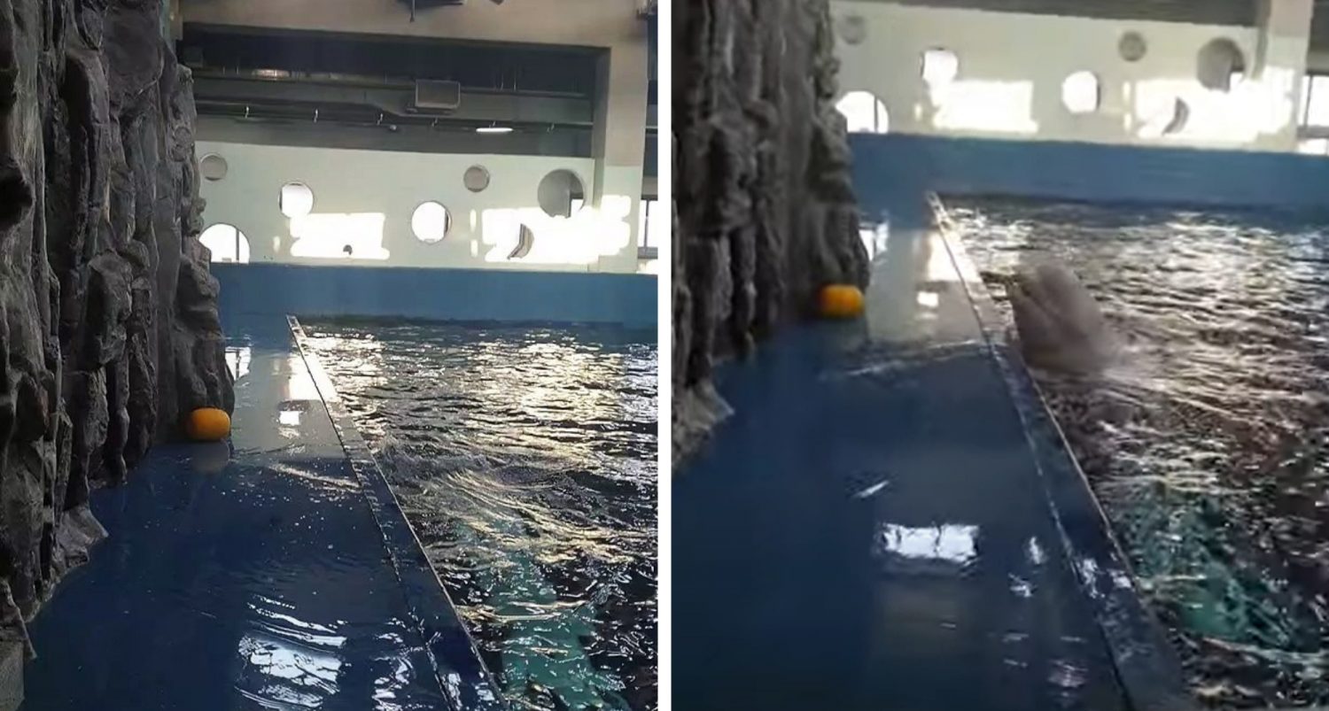 Incredible Whale Uses Hydro Blast To Retrieve Water Toy