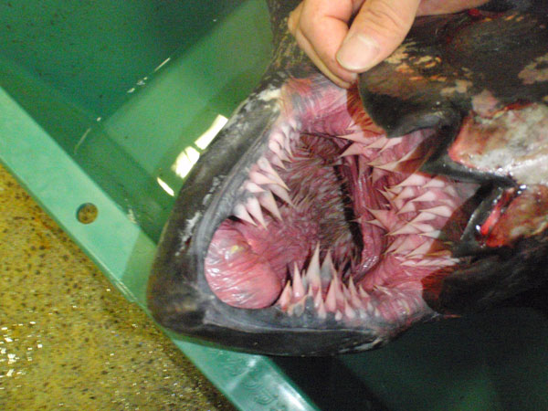 The Sea Turtle's Mouth Horrifying Appearance