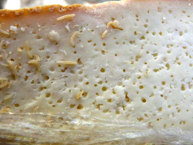 Casu Marzu, The Illegal Cheese: All Your Questions Answered