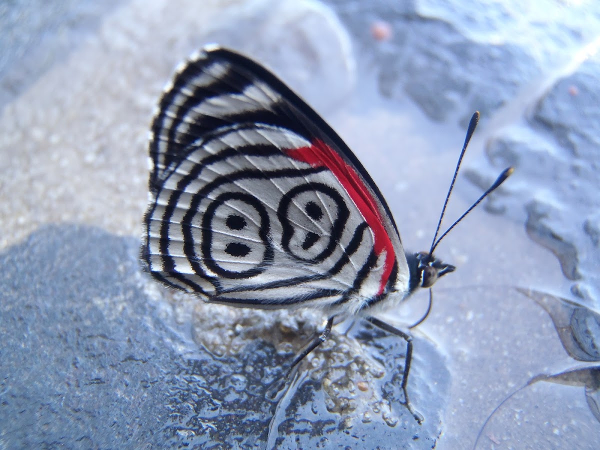 8 Most Beautiful Butterflies In The World