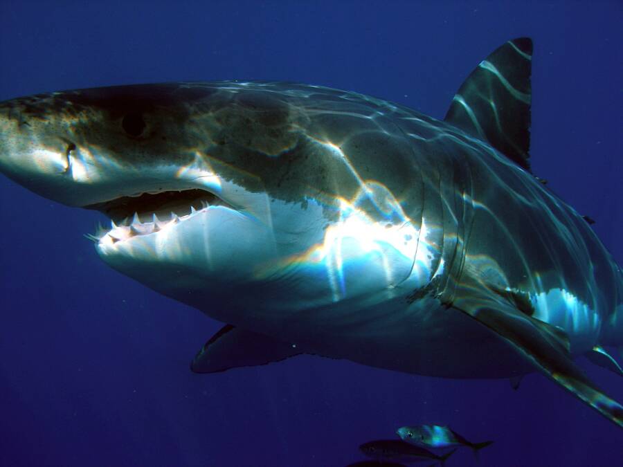 Michelle Von Emster: From Deadly Shark Attack To Murder