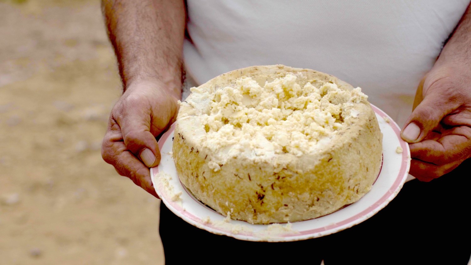 Casu Marzu, The Illegal Cheese: All Your Questions Answered
