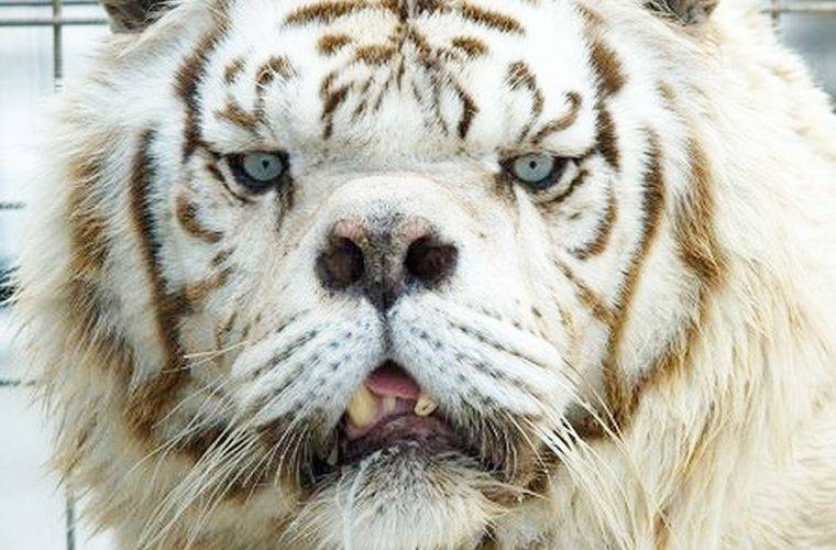 Nature Never Ceases To Amaze: Animals With Down Syndrome
