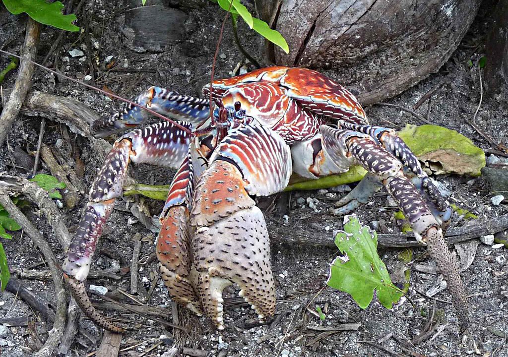 The Coconut Crab: The Horrifying Behemoth Of Tropical Islands