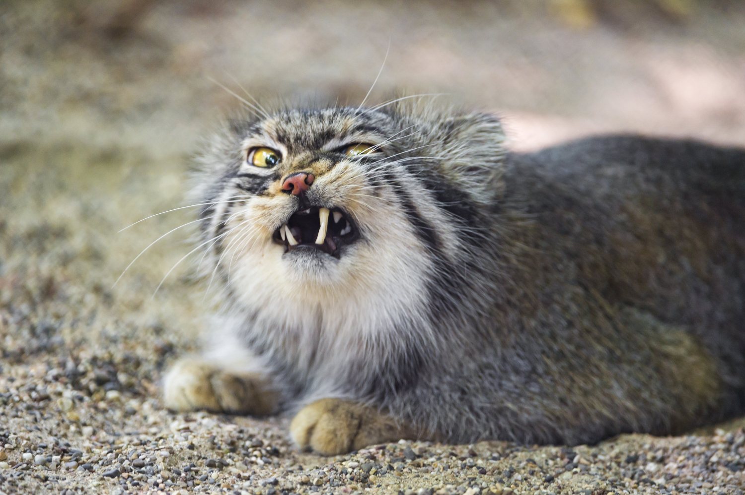 The Ugliest Cats In The World – Here Are The 6 Weirdest-looking Cat Breeds