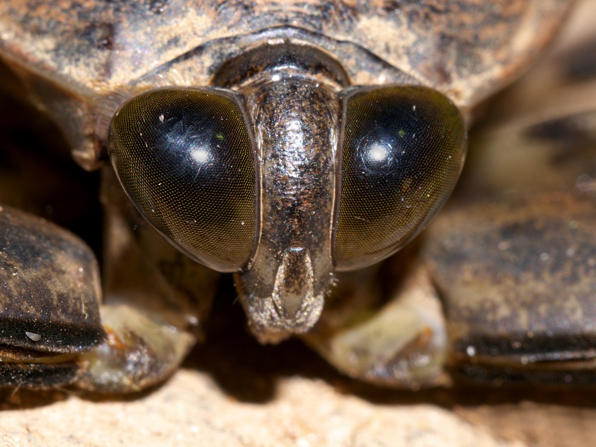 The Giant Water Bug: Should You Be Afraid Of It?