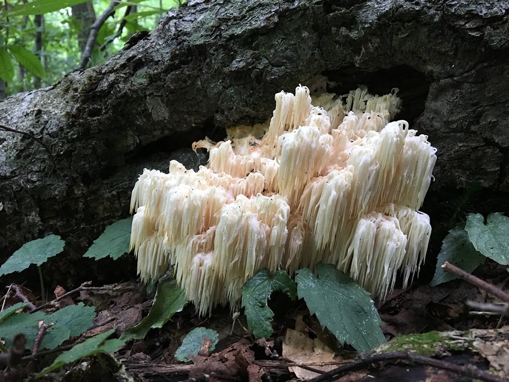 World's Weirdest Mushrooms: 10+ Amazing Species