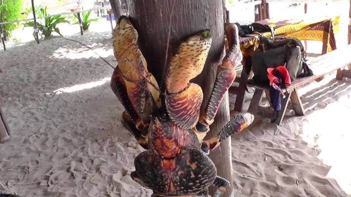 Coconut Crab: The Horrifying Behemoth Of Tropical Islands